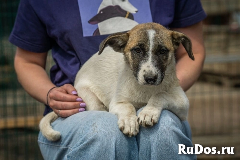 Долли – малышка с надеждой в глазах, в самые добрые руки! фото