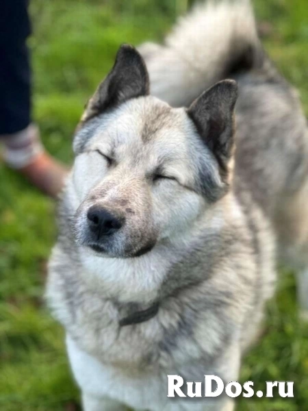 Молодой пёс ждет своего хозяина! изображение 6