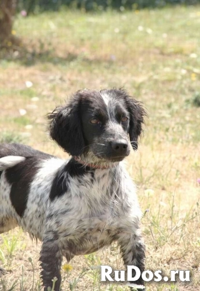 Ищет дом Клара (метис спаниеля)! изображение 5