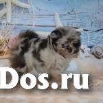 Померанского цверг шпица щенки изображение 3