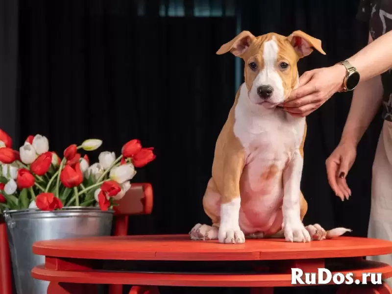 Шикарные тигровые и рыжие щенки Амстаффтерьера ркф изображение 11