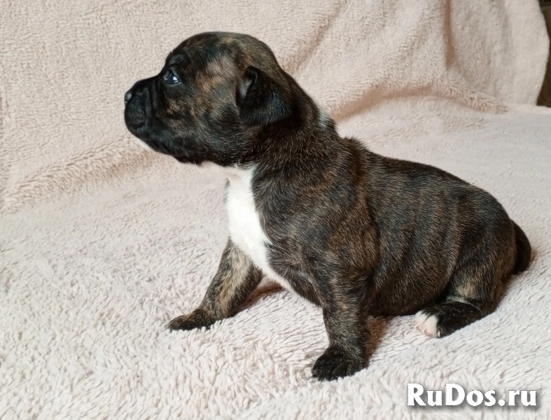 щенки стаффи изображение 5