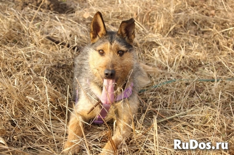 Джо и Ася ищут хоязяина изображение 5