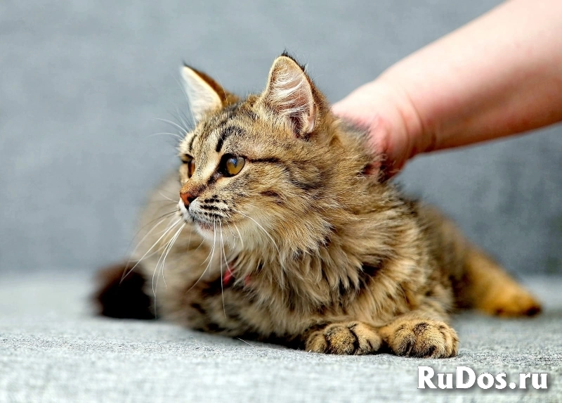 красивые кошечки в добрые руки фото