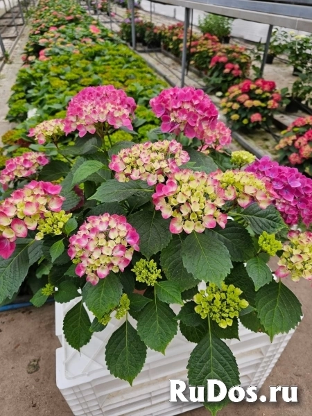 Гортензия цветущая фотка