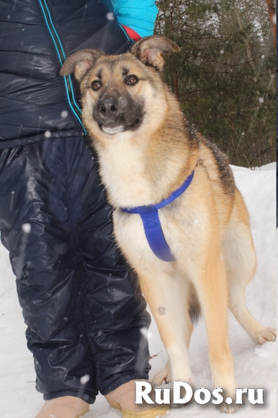 Щенок метис лайки в добрые руки фотка