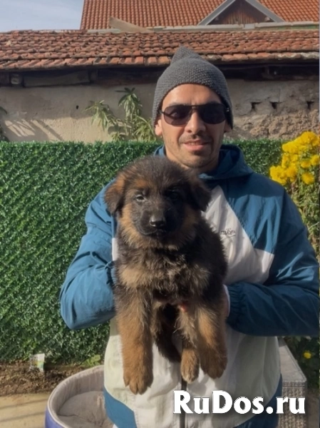 Немецкая овчарка изображение 10