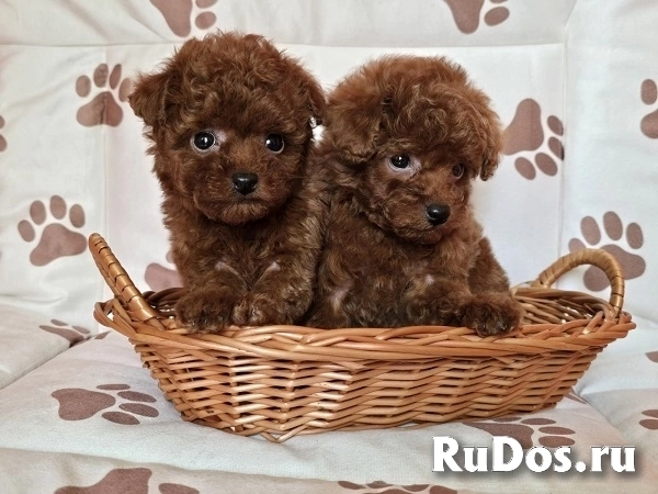 Красный карликовый пудель изображение 3