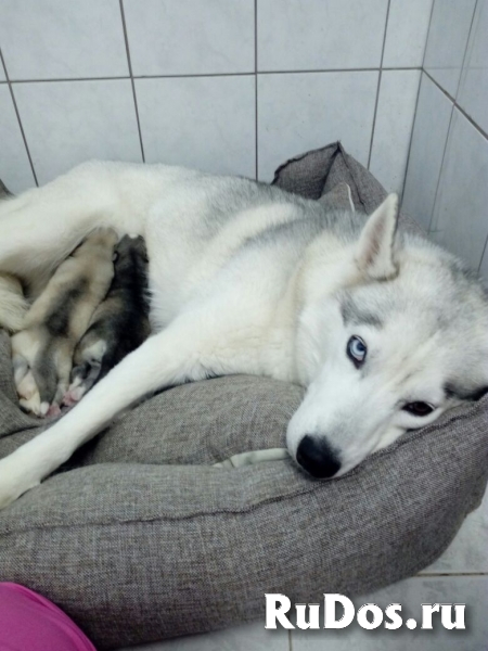 Зоогостиница Бемби фото