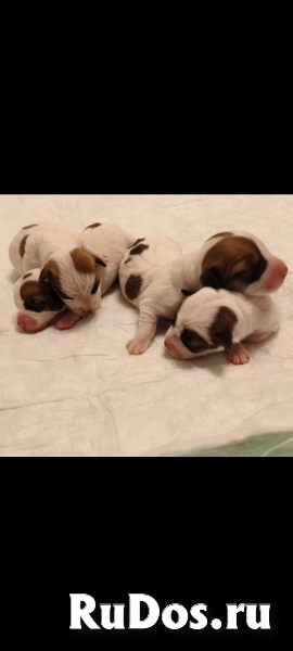 Щенки Джек Рассел изображение 3