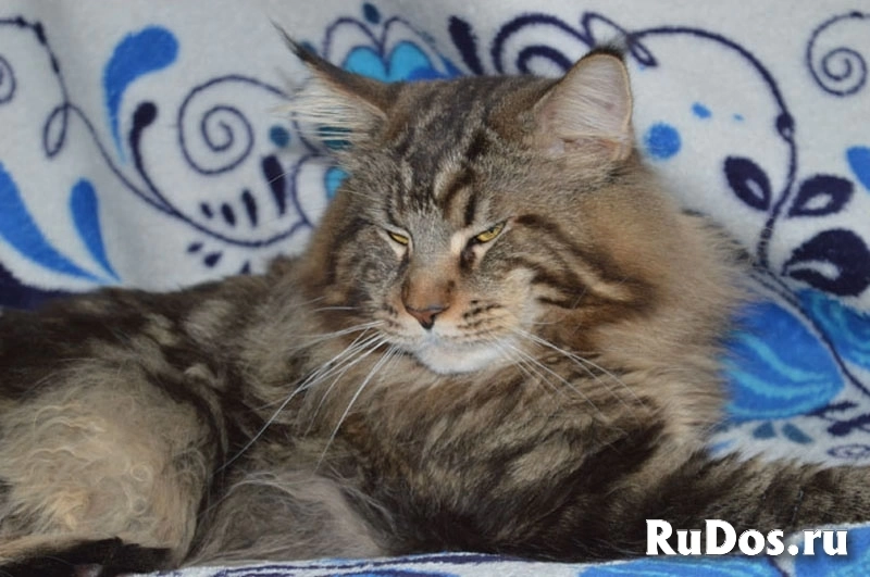 Котята мейн-кун мраморного окраса. изображение 4