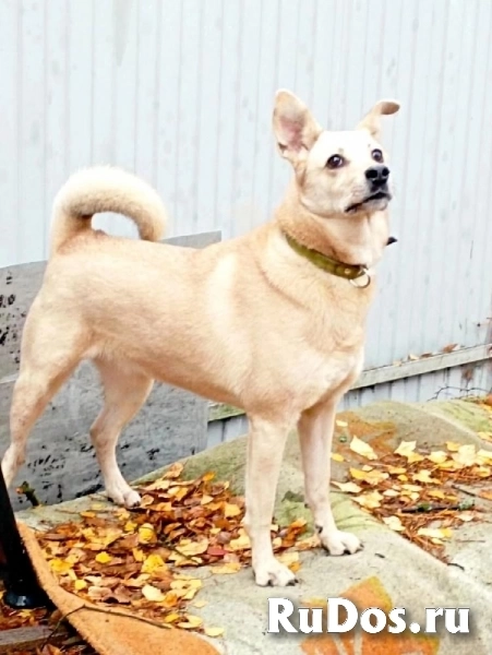 Лесси в поисках верного друга и любящего хозяина. фото