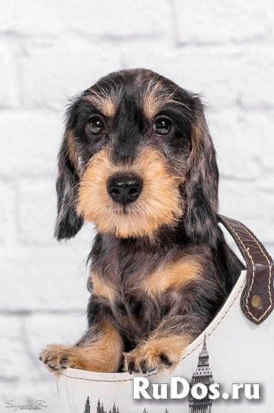 Такса жесткошерстная - щенки изображение 4