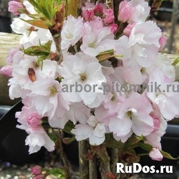 Сакура (вишня японская декоративная) в горшках для посадки купить изображение 10