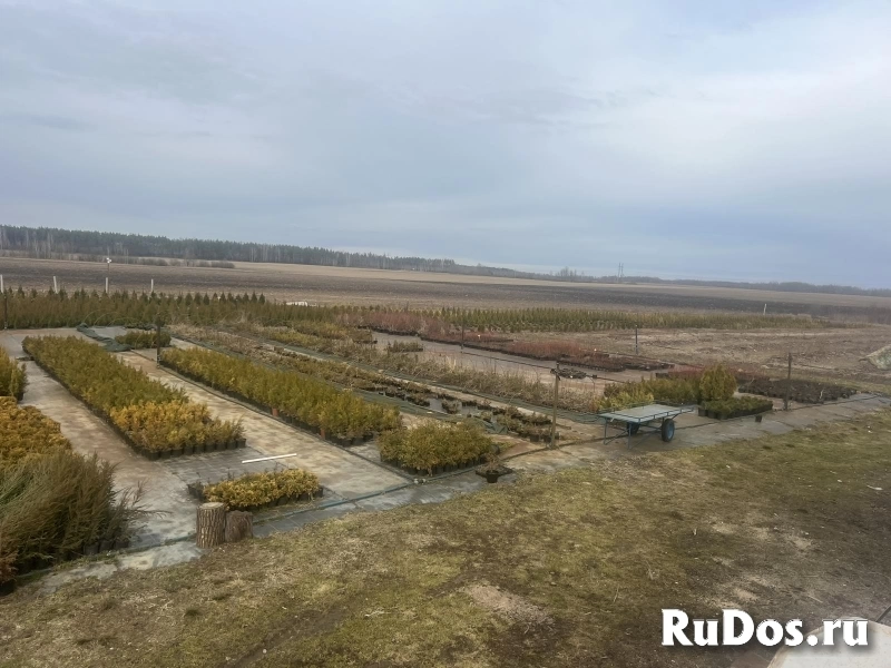 Продается ЛПХ, земля засажена голубикой и туями изображение 6