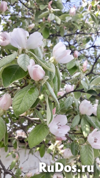 Дом 57 м2 с участком в Крыму в центре Керчи возле моря изображение 11