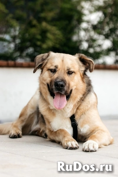 Дынька ждёт своего человека. фото