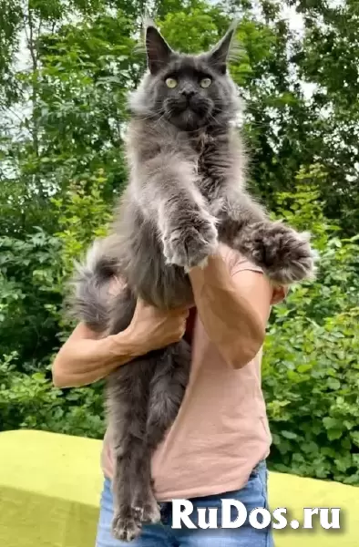 Котята мейн-куна фотка