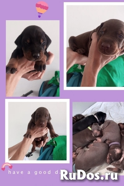 Щенки добермана фотка