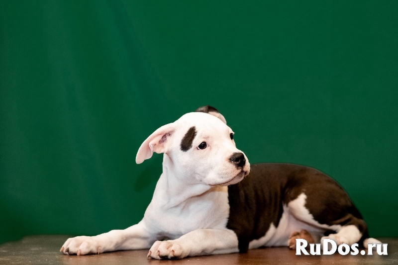 Щенки Американского Стафф-терьера изображение 4