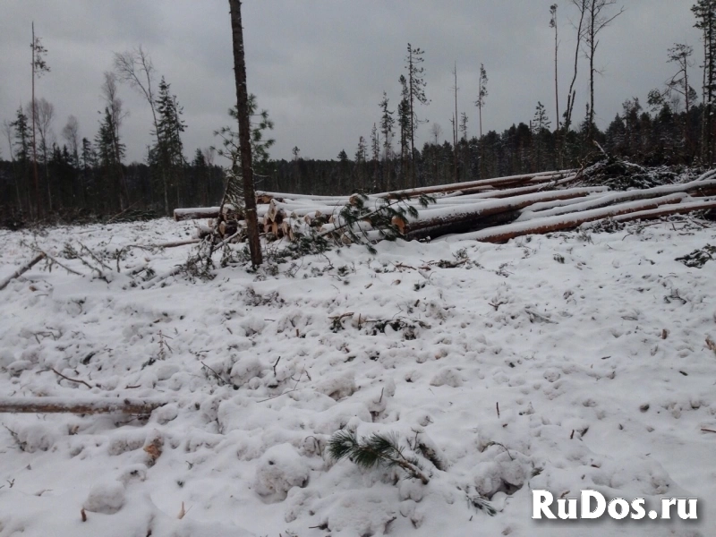 Продажа прав аренды лесничества фотка