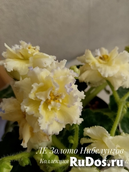 , купить растения фото