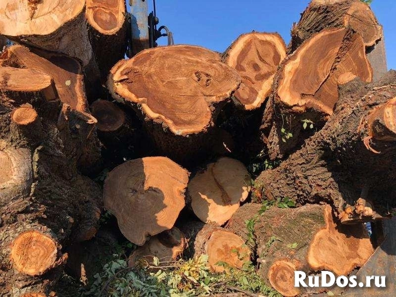 Акация, карагач круглый лес, пиломатериалы оптом. изображение 7