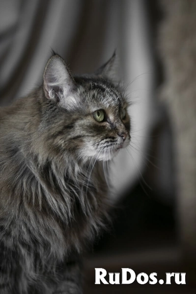 Каждой кошке нужен дом. изображение 9