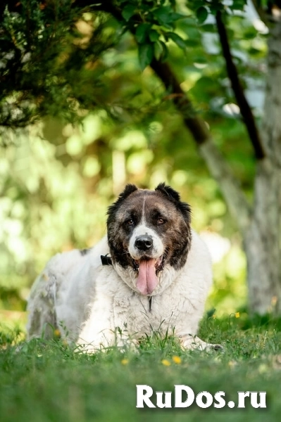 Алабай Ирхан в добрые руки фото