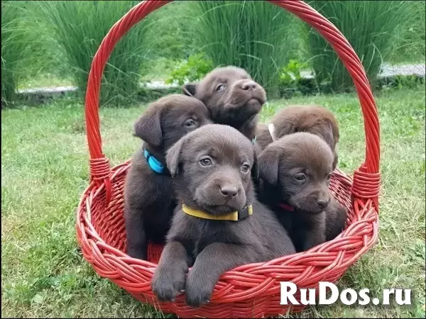 Щенки коричневого лабрадора изображение 5