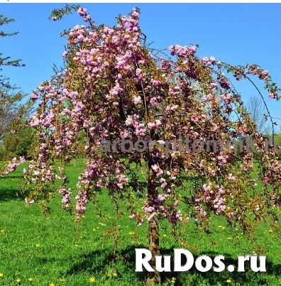 Питомник растений предлагает саженцы ЗКС с доставкой и посадкой П фото