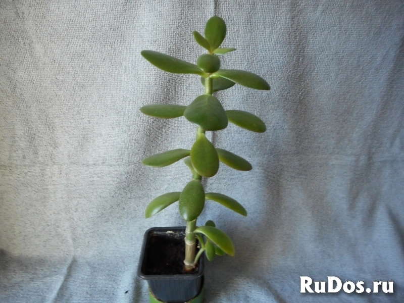 Продаю Денежное дерево (толстянка, крассула) изображение 3