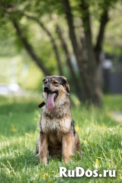 Чудесная собака Мила ищет семью. изображение 12