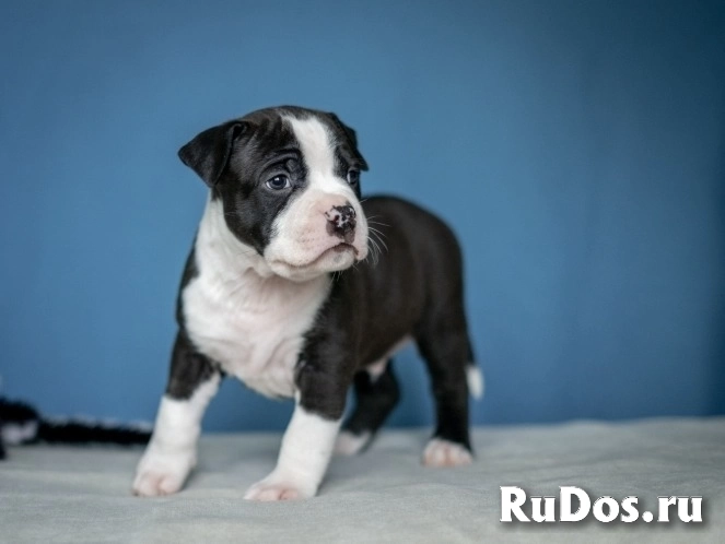 Красивые детки Амстаффтерьера ркф изображение 12