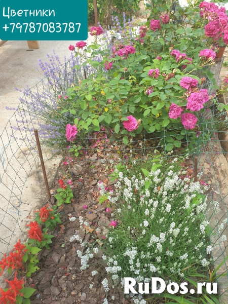 Консультации ландшафтного дизайнера изображение 4