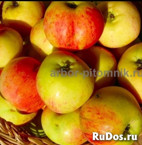 Саженцы яблони из питомника, с доставкой и посадкой по низкой цене изображение 7