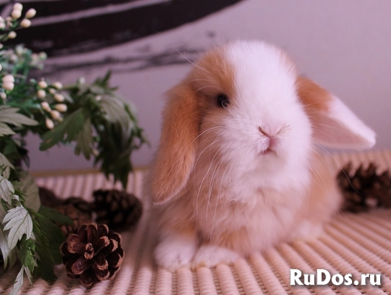 Карликовые вислоухие крольчата изображение 12