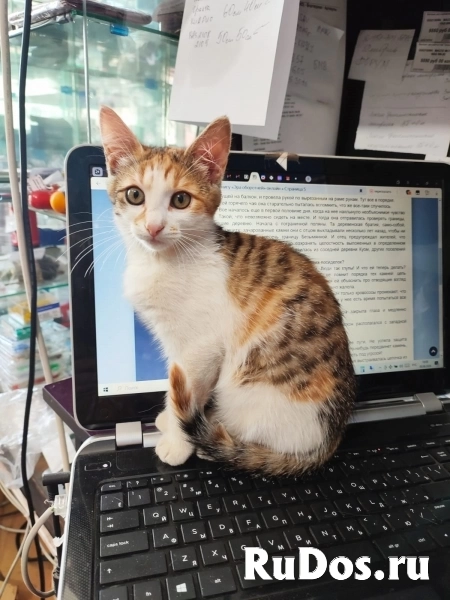 Красивые и умные котята, ищут тёплый дом фото