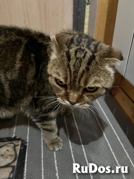 ## Внимание! Срочно ищет дом чудесный котик Ричард! изображение 5