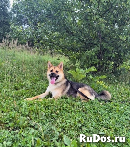 Нежная, дружелюбная Айна в добрые руки! изображение 4