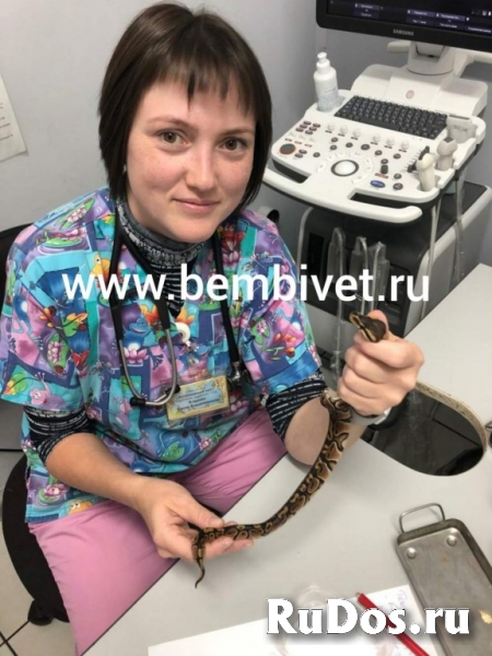 Лечение рептилий. фотка