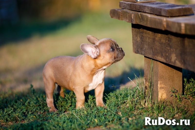 Французский бульдог (щенки) изображение 3