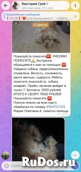 Волонтеры, обязательно к прочтению изображение 6