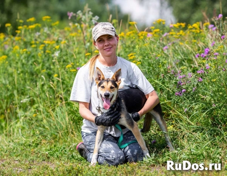 Веселый и жизнерадостный Скай в добрые руки! изображение 10