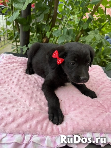 Щенки. Девочки. Ищем ручки и дом. изображение 3