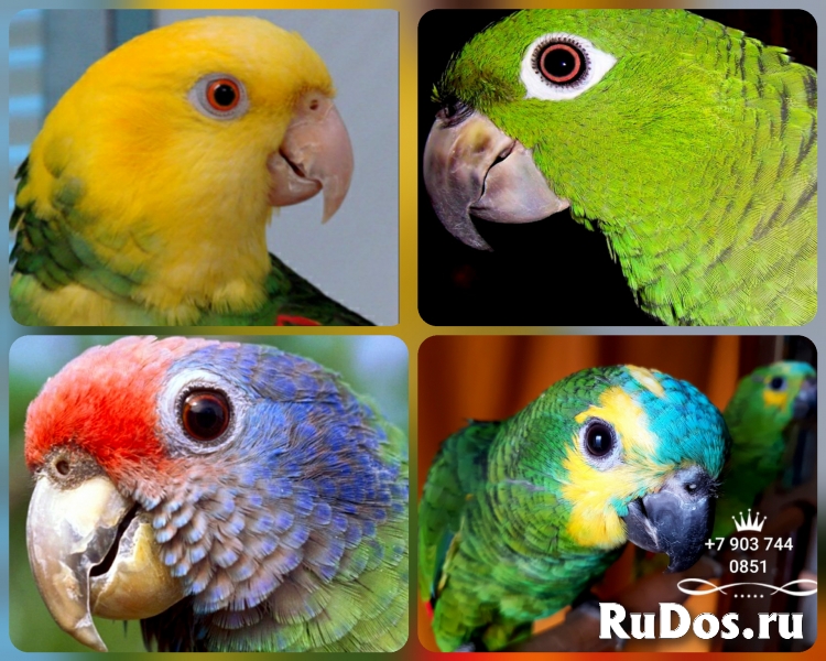 Амазоны  - ручные птенцы из питомника фото