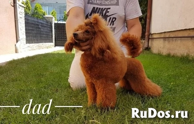 Красные пудели изображение 4