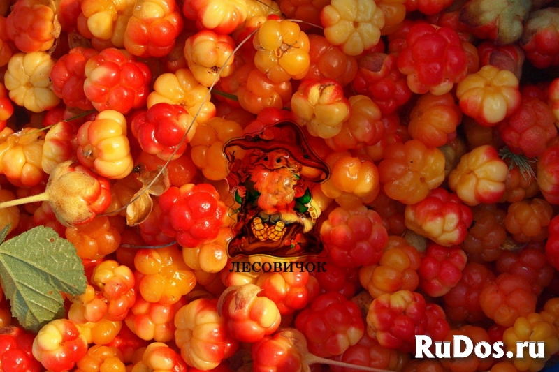 Морошка ягоды купить. Морошка свежая и мороженая фотка