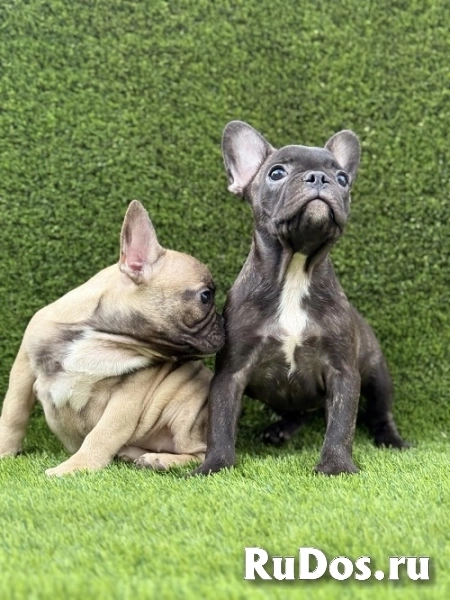Французский бульдог изображение 8
