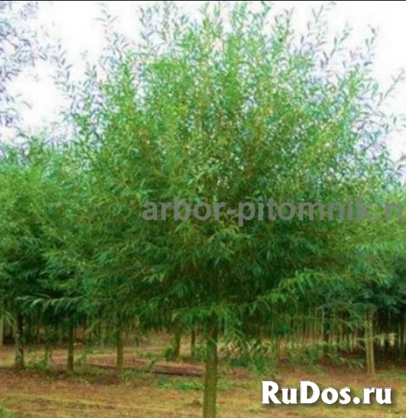 , купить растения изображение 6